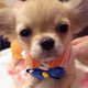 Illustration for article titled Small Dogs Cosplaying as emSailor Moon/em Characters